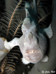 Very small Frogfish (1 inch) wedging itself in a tube spo... by John Hill 